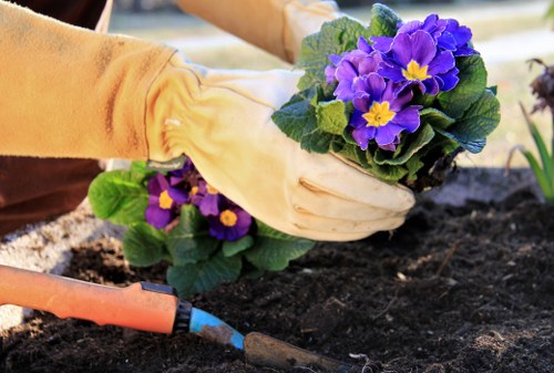 Healthy trees enhancing Kensington property value