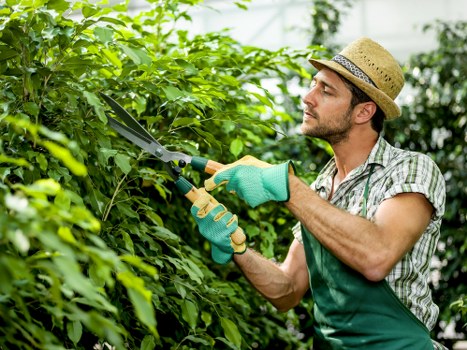 A man wearing a straw hat, a checked shirt, and green gardening gloves is trimming dense, green shrubbery in a well-maintained outdoor garden. The garden features a neatly mown lawn in the foreground, surrounded by a variety of plants and bushes with lush foliage. Behind him, a backdrop of trees and a partly cloudy sky suggests a temperate climate typical of Kensington. The shrubbery he is pruning appears healthy and vibrant, with a mix of light and dark green leaves, indicative of good garden maintenance often provided by gardening services in the Kensington area. The wooden garden fence and paved pathway can be seen at the edges of the garden, framing the landscaped outdoor space. Natural daylight enhances the scene, reflecting a clear and calm weather day suitable for outdoor garden work. This detailed visual captures the essence of professional gardening and outdoor maintenance work, highlighting the care and attention typical of services offered by Gardening Services Kensington in local residential gardens.