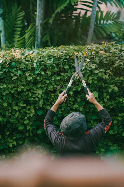 A person wearing a dark hat and long-sleeved black clothing is trimming a dense, well-maintained hedge with a pair of large hedge shears. The hedge has small, green leaves and forms part of a neatly l